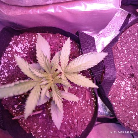 Lemon Mandarin  growlog timeline photo