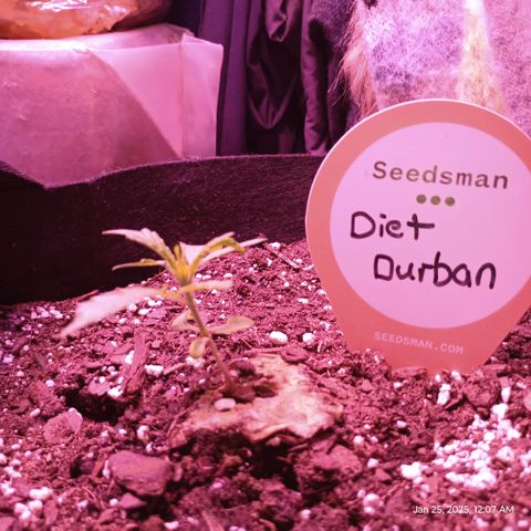 Diet Durban THC-V 1:1 ratio growlog timeline photo
