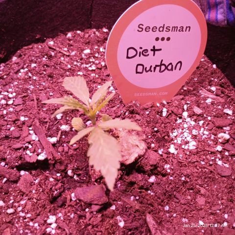 Diet Durban THC-V 1:1 ratio growlog photo: Pictures from January 25, 2025. Very slow grower. 