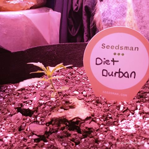 Diet Durban THC-V 1:1 ratio growlog photo: Pictures from January 25, 2025. Very slow grower. 