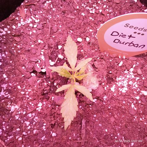 Diet Durban THC-V 1:1 ratio growlog photo: Pictures from January 25, 2025. Very slow grower. 