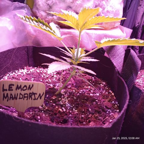 Lemon Mandarin  growlog timeline photo