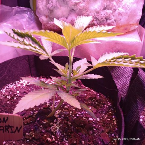 Lemon Mandarin  growlog photo: Growing good. I suspect the curled leaves in from spraying with water and the water magnified the light on the leaf. 