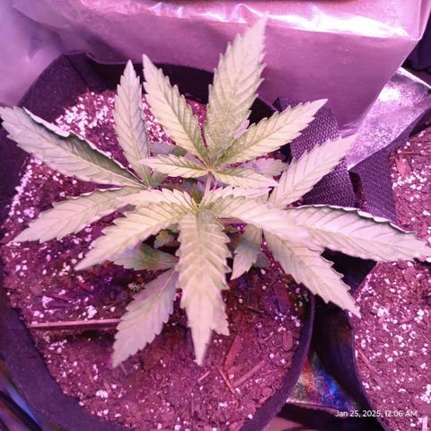 Lemon Mandarin  growlog photo: Growing good. I suspect the curled leaves in from spraying with water and the water magnified the light on the leaf. 
