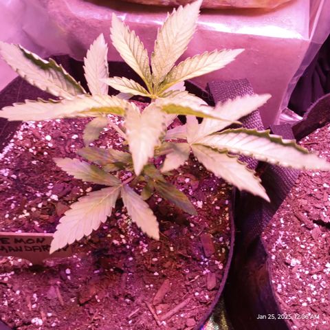 Lemon Mandarin  growlog photo: Growing good. I suspect the curled leaves in from spraying with water and the water magnified the light on the leaf. 