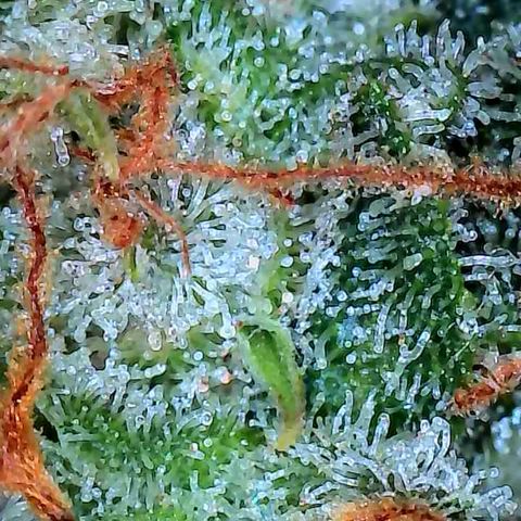 Pineapple Express  growlog timeline photo