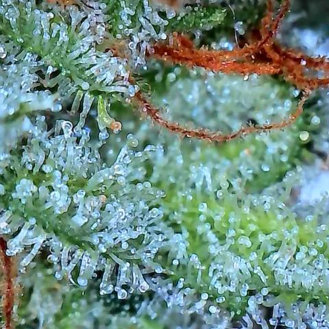 Pineapple Express  growlog photo: Getting close. I could probably pull it now. 