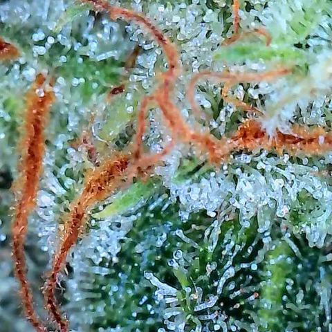 Pineapple Express  growlog photo: Getting close. I could probably pull it now. 