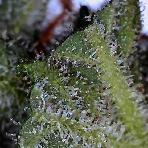Pineapple Express  growlog photo: Getting close. I could probably pull it now. 
