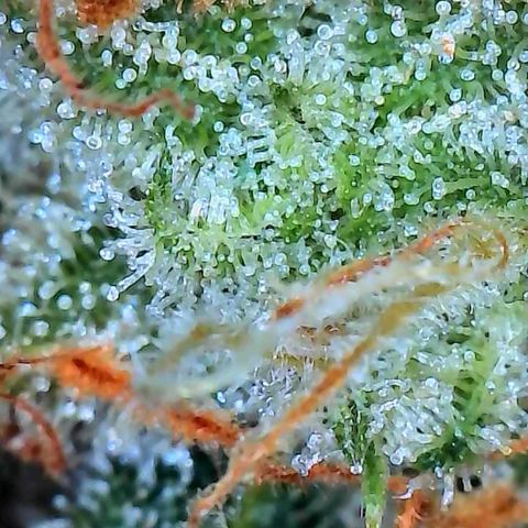 Pineapple Express  growlog photo: Getting close. I could probably pull it now. 