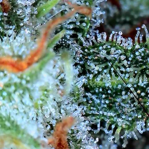 Pineapple Express  growlog photo: Getting close. I could probably pull it now. 