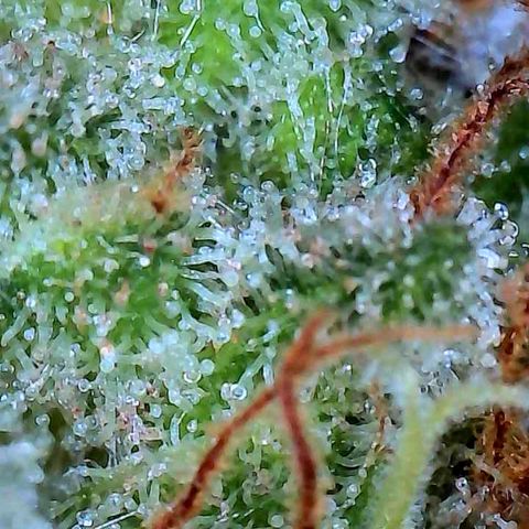 Pineapple Express  growlog photo: Starting to turn Amber. That means it's getting out of its prime 