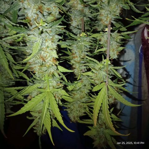Pineapple Express  growlog photo: Chopper her down! It was time once I started to see the amber trichomes. 
