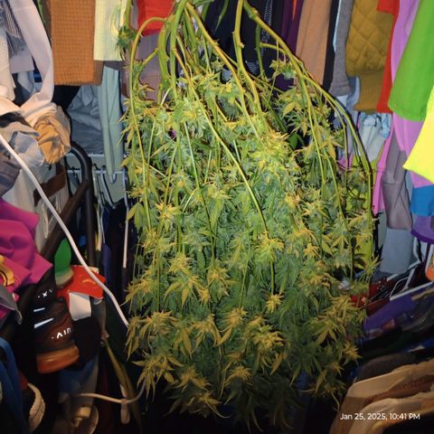 Pineapple Express  growlog photo: Chopper her down! It was time once I started to see the amber trichomes. 