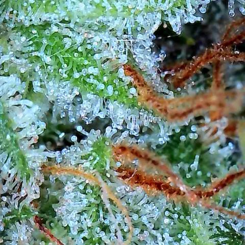 Pineapple Express  growlog timeline photo