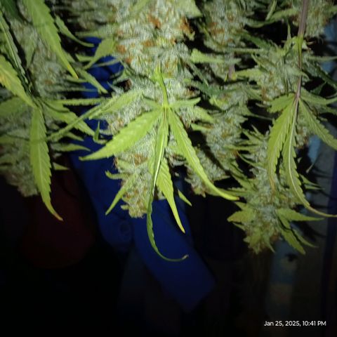 Pineapple Express  growlog photo: Chopper her down! It was time once I started to see the amber trichomes. 