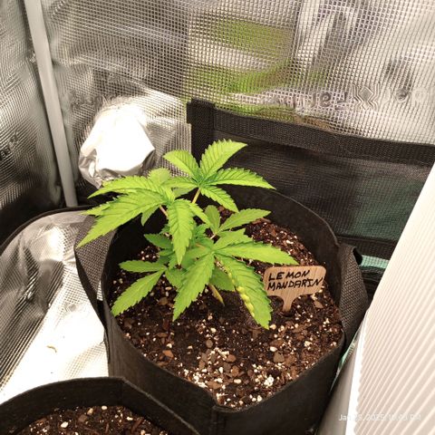 Lemon Mandarin  growlog timeline photo