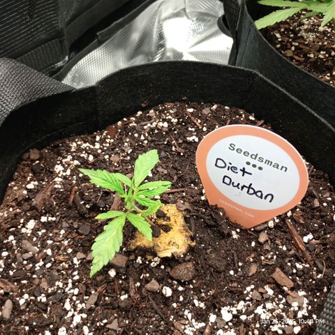 Diet Durban THC-V 1:1 ratio growlog photo: Moved to 2X2 tent with CO2 
