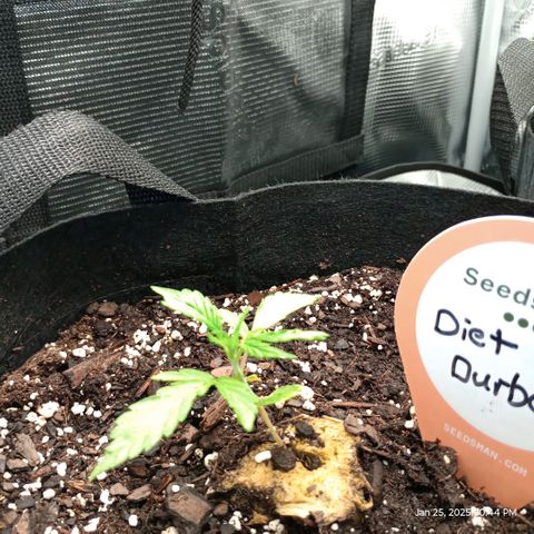 Diet Durban THC-V 1:1 ratio growlog photo: Moved to 2X2 tent with CO2 