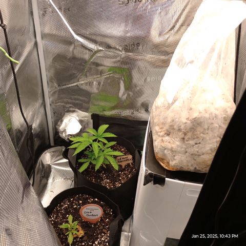Diet Durban THC-V 1:1 ratio growlog photo: Moved to 2X2 tent with CO2 
