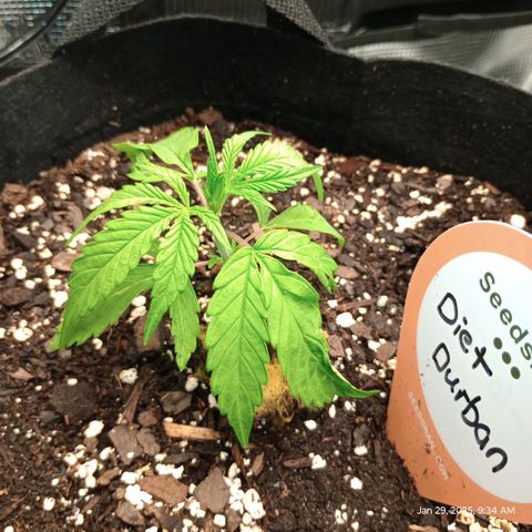 Diet Durban THC-V 1:1 ratio growlog timeline photo
