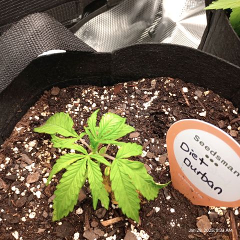 Diet Durban THC-V 1:1 ratio growlog photo: Finally got a true set of full leaves. Yay. Very slow grower going to add nutrients next watering. 