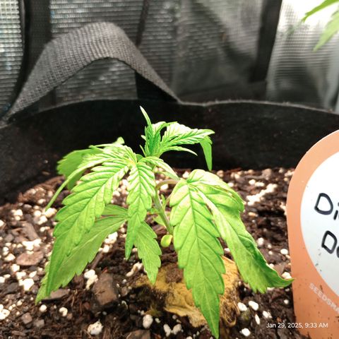 Diet Durban THC-V 1:1 ratio growlog photo: Finally got a true set of full leaves. Yay. Very slow grower going to add nutrients next watering. 