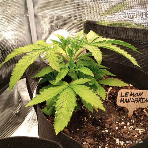 Lemon Mandarin  growlog photo: Day 9 of vegetative stage