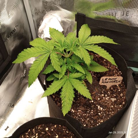 Lemon Mandarin  growlog photo: Day 9 of vegetative stage
