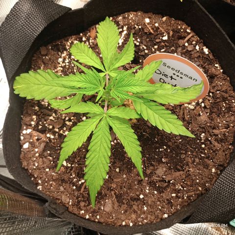 Diet Durban THC-V 1:1 ratio growlog timeline photo