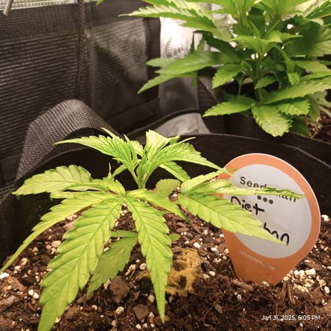 Diet Durban THC-V 1:1 ratio growlog timeline photo