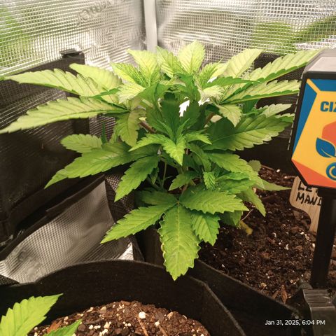 Lemon Mandarin  growlog timeline photo