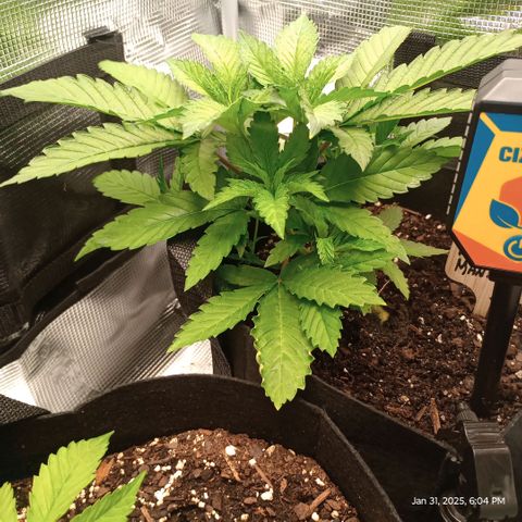 Lemon Mandarin  growlog timeline photo