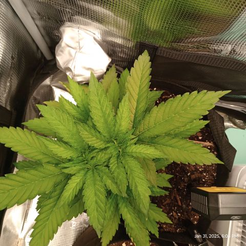 Lemon Mandarin  growlog timeline photo