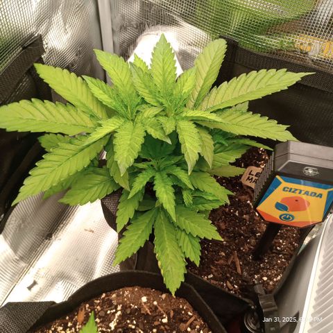 Lemon Mandarin  growlog timeline photo