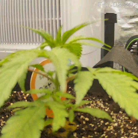 Diet Durban THC-V 1:1 ratio growlog timeline photo
