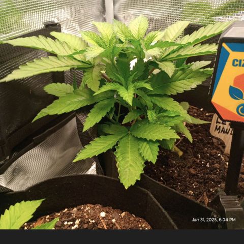 Lemon Mandarin  growlog timeline photo