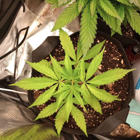 Diet Durban THC-V 1:1 ratio growlog timeline photo