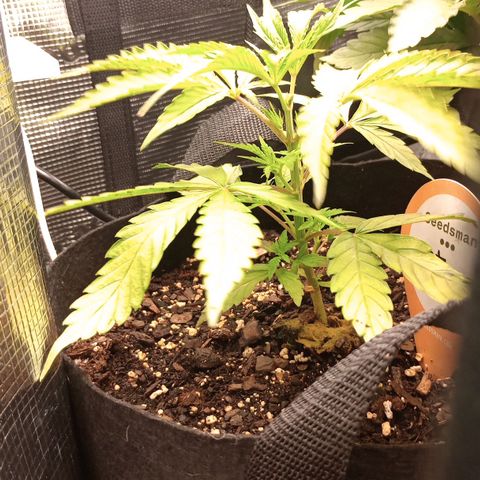 Diet Durban THC-V 1:1 ratio growlog timeline photo
