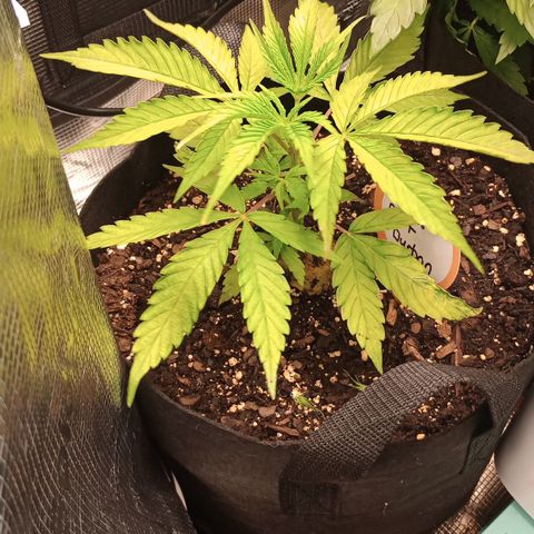 Diet Durban THC-V 1:1 ratio growlog timeline photo