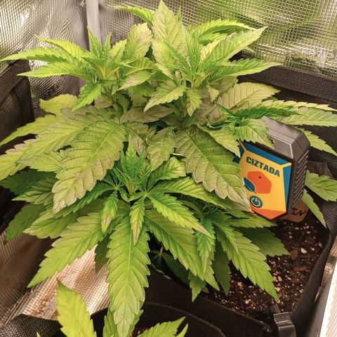 Lemon Mandarin  growlog timeline photo