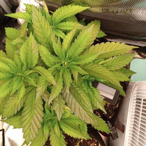 Lemon Mandarin  growlog timeline photo
