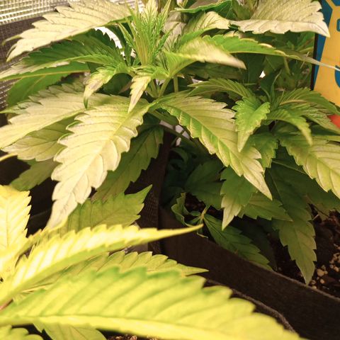 Lemon Mandarin  growlog timeline photo