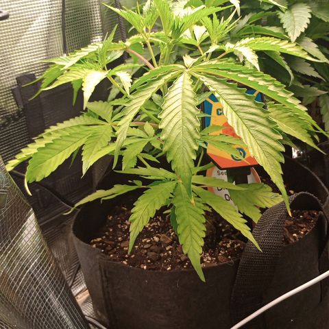 Diet Durban THC-V 1:1 ratio growlog timeline photo