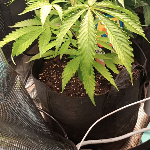 Diet Durban THC-V 1:1 ratio growlog timeline photo