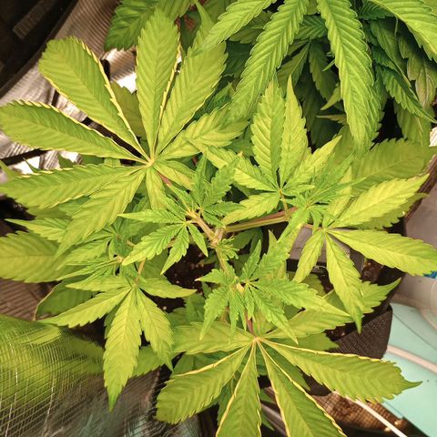 Diet Durban THC-V 1:1 ratio growlog timeline photo
