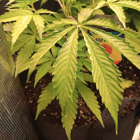 Diet Durban THC-V 1:1 ratio growlog timeline photo