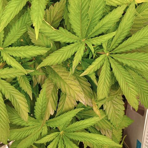 Lemon Mandarin  growlog timeline photo
