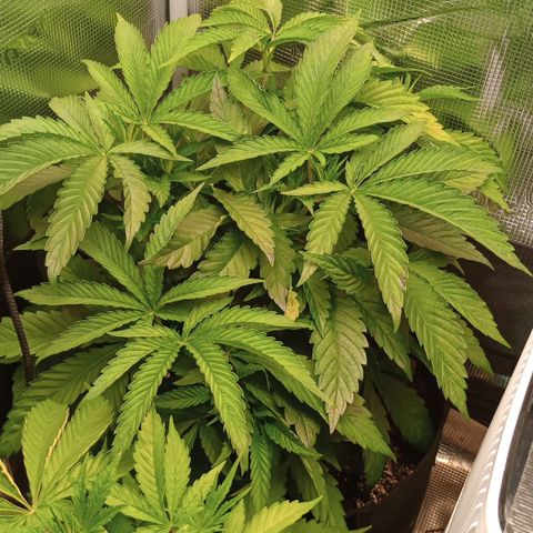 Lemon Mandarin  growlog timeline photo