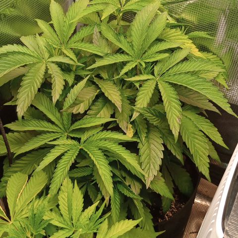 Lemon Mandarin  growlog timeline photo